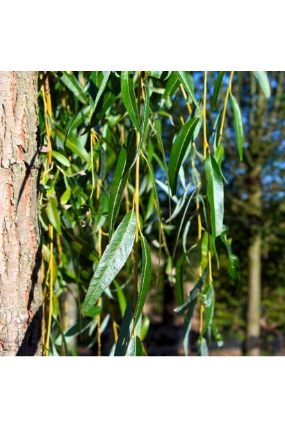 Ива золотисто-лосистая Хрисокомая кора